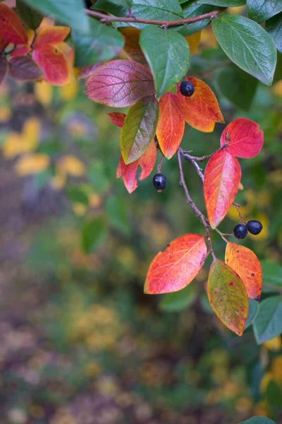 Jasné podzimní pozadí listy a plody chokeberry Bush — Stock fotografie