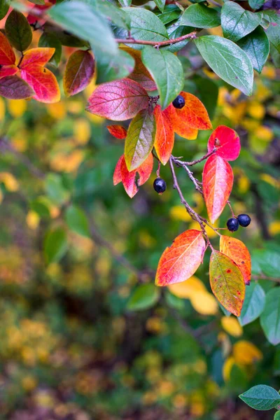 Brillante otoño fondo hojas y frutos de garbanzo Bush — Foto de Stock