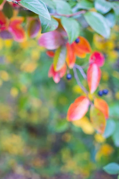 Fényes őszi háttér levelek és gyümölcsök chokeberry Bush — Stock Fotó