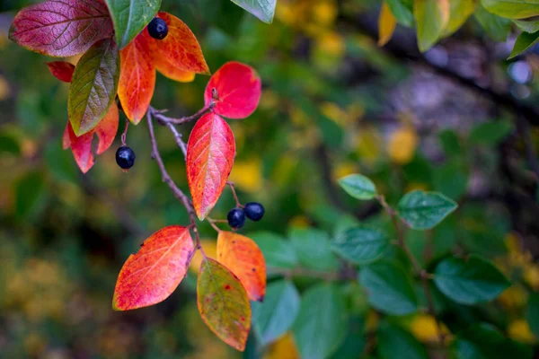 Heller Herbsthintergrund Blätter und Früchte der Apfelbeere Bush — Stockfoto