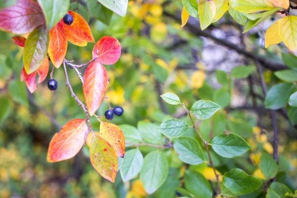 Brillante otoño fondo hojas y frutos de garbanzo Bush — Foto de Stock
