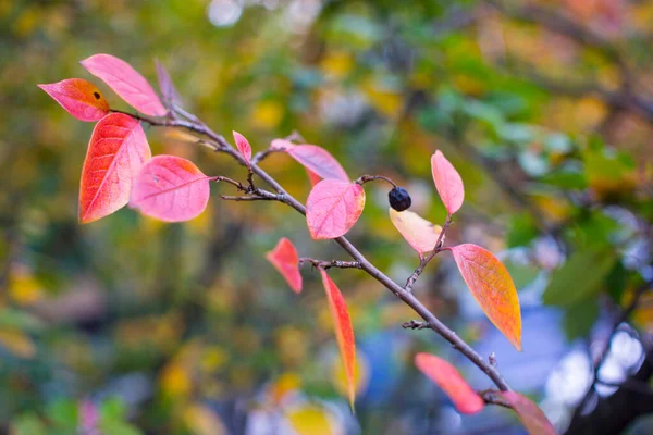 Heller Herbsthintergrund Blätter und Früchte der Apfelbeere Bush — Stockfoto