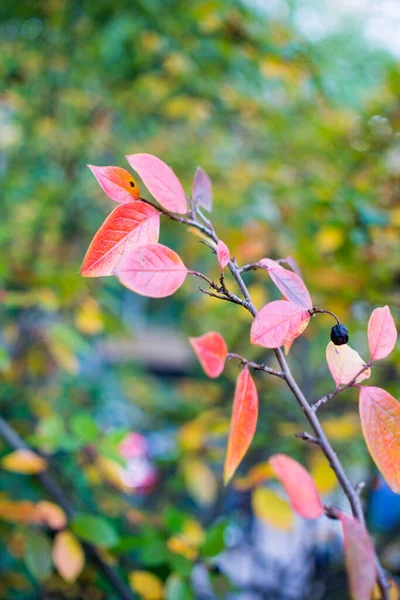 Heller Herbsthintergrund Blätter und Früchte der Apfelbeere Bush — Stockfoto