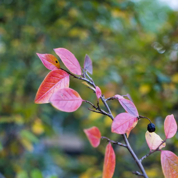 Φωτεινά φύλλα φθινοπώρου και φρούτα του Chokeberry Bush — Φωτογραφία Αρχείου