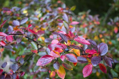 Parlak sonbahar arkaplan yaprakları ve boğuüzümü çalılarının meyveleri