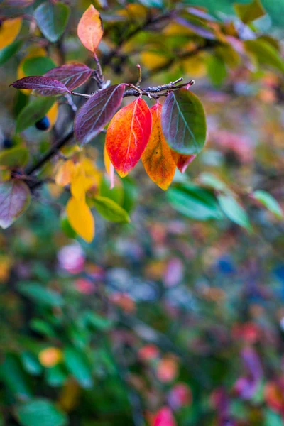 Fényes őszi háttér levelek és gyümölcsök chokeberry Bush — Stock Fotó