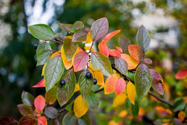 밝은 가을 배경과 초크 베리 부시 열매 — 스톡 사진