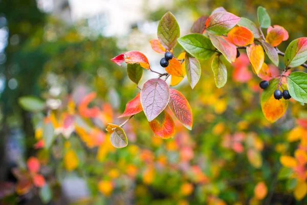 Brillante otoño fondo hojas y frutos de garbanzo Bush — Foto de Stock