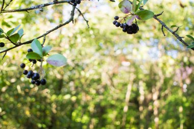 Parlak sonbahar arkaplan yaprakları ve boğuüzümü çalılarının meyveleri