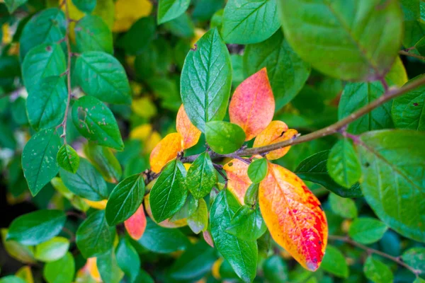 Φωτεινά φύλλα φθινοπώρου και φρούτα του Chokeberry Bush — Φωτογραφία Αρχείου