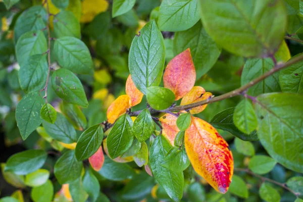 Parlak sonbahar arkaplan yaprakları ve boğuüzümü çalılarının meyveleri