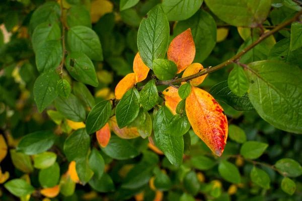 Φωτεινά φύλλα φθινοπώρου και φρούτα του Chokeberry Bush — Φωτογραφία Αρχείου