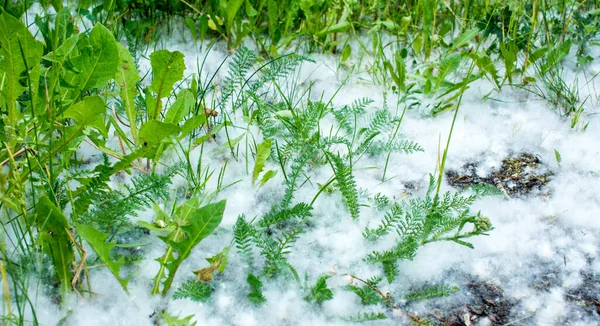 草の中の7月の綿毛 — ストック写真