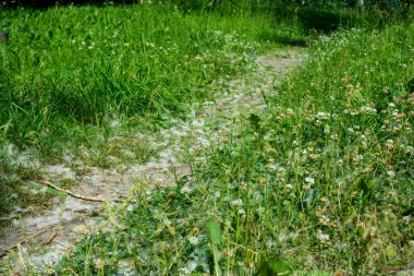 Çimlerde temmuz tüyü