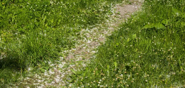 Juli fluff i gräset — Stockfoto