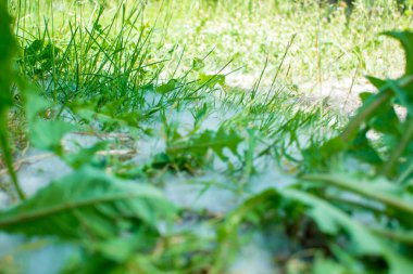 Çimlerde temmuz tüyü