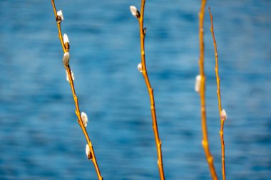 Bahar mevsimi, güneşli gölün üstünde söğüt söğüdü yağıyor. Kullanılan seçici odak.