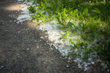 Çimlerde temmuz tüyü