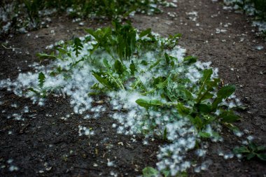 Çimlerde ve kumda Temmuz kabarıklığı