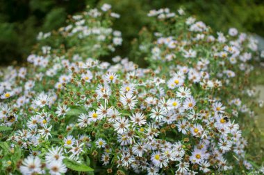 Sonbahar Aster 'i bahçede. Küçük boy çeşitleri. Küçük bahçe Astra çiçekleri. Bir grup Alp astarı. 