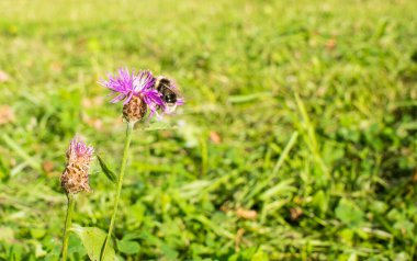 Yaban arısı otlakta deve dikeni ile mavi yeşil arkaplan arasında fotokopi alanı oluşturur