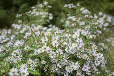 Mavimsi Aster Tongolensis, Aile Birleşimi