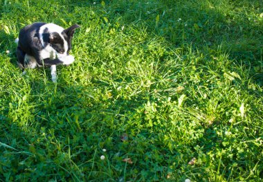 Sevimli küçük siyah beyaz bir köpek burnunu bacağıyla kapatır sanki rahatsız edici bir kokuyu savuşturmak için..