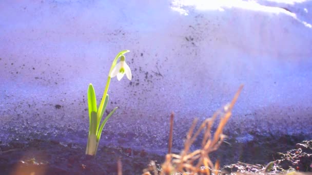 雪の中風に揺れる一人で 花はフレームの右側に構成されます 高品質のフルHd映像 — ストック動画