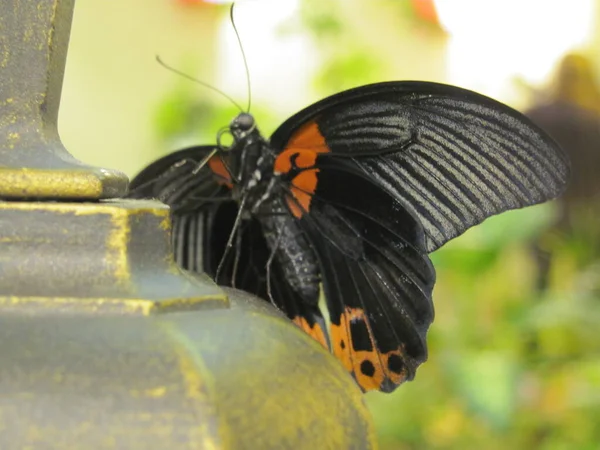 Papillon Avec Des Taches Rouges Extrémité Rayures Blanches Sur Les — Photo