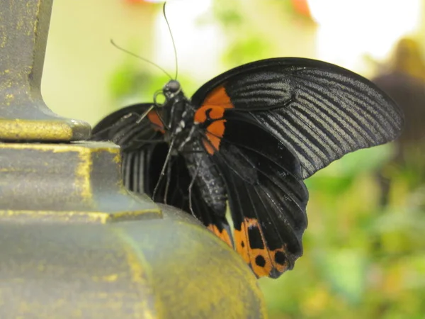 Borboleta Com Manchas Vermelhas Terminam Listras Brancas Nas Folhas Canto — Fotografia de Stock