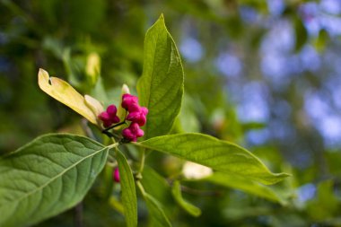 Yaprak döken çalılar, üzerinde öonymus europaeus veya Milli portakal tohumu olan pembe çiçekler. Celastraceae