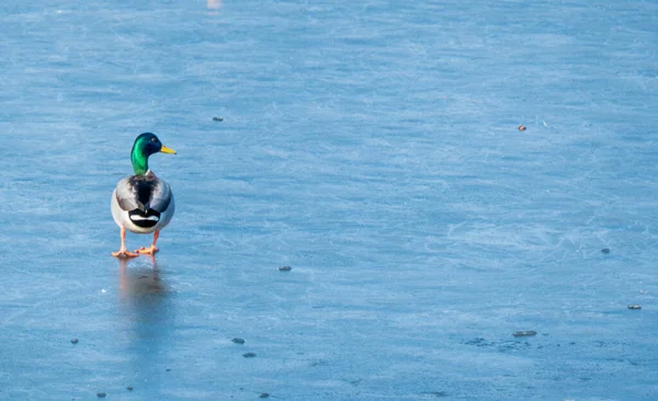 一只过冬的鸭子 他们坐在冰里 复制文本的空间 靠近人类的动物的野生动物 — 图库照片