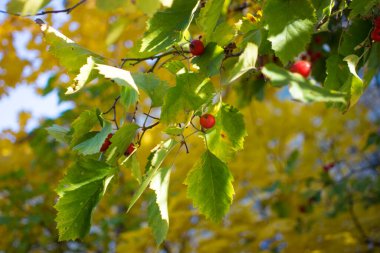 Sonbaharın başında kızıl dikenli böğürtlenlerle dolu bir dal. Hawthorn çilekleri. Crataegus monogyna