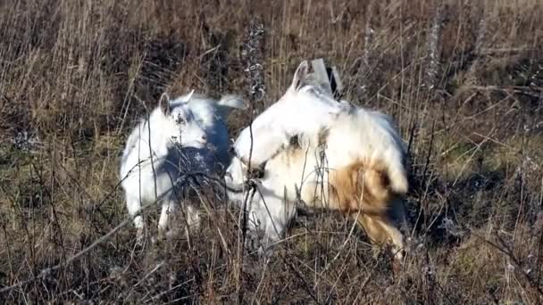 Due Capre Bianche Domestiche Pascolano Sull Erba Secca Delle Pampas — Video Stock