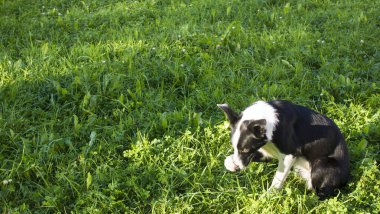 Köpek utanıyor. Border collie burnunu patisiyle kapatıyor. Kopyalama alanı olan pankart