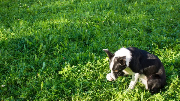 Köpek utanıyor. Border collie burnunu patisiyle kapatıyor. Kopyalama alanı olan pankart
