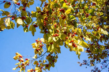 Sonbaharın başında kızıl dikenli böğürtlenlerle dolu bir dal. Hawthorn çilekleri. Crataegus monogyna