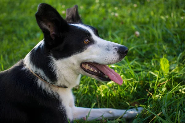 Adorável Jovem Preto Branco Fronteira Collie Cão Retrato Vista Lateral — Fotografia de Stock