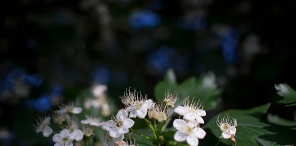 Flores de espino sobre una rama con hojas en los rayos del sol de la mañana. Árbol de primavera floreciente. el brote puede. flores blancas de Beltane —  Fotos de Stock