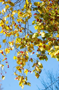Ağacın dallarında kızıl dikenli meyveler