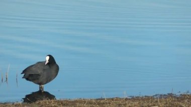 Yaygın bir yaban ördeği - Fulica atra - Baharın güneşli bir gününde suda temizlik