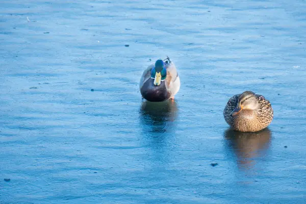 A duck pair for the winter. love wings concept. Copy space. — Stock Photo, Image