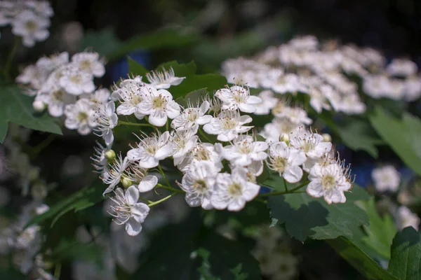 Λουλούδια από λευκάκανθο σε ένα κλαδί με φύλλα στις ακτίνες του πρωινού ήλιου. Ανθισμένο ανοιξιάτικο δέντρο. Το μπουμπούκι μπορεί. λευκά άνθη του Beltane — Φωτογραφία Αρχείου