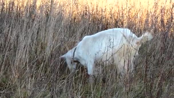 Белая коза какает на лугу. Сельскохозяйственные животные и скот. — стоковое видео