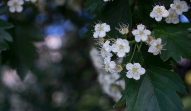 Ağaç dalındaki dikenli çiçekler ve sabah güneşinin yaprakları. Çiçek açan bahar ağacı. Tomurcuk olabilir. Beyaz Beltane çiçekleri