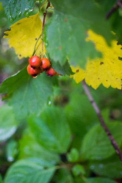 Branch Full Red Hawthorn Berries Early Autumn Hawthorn Berries Crataegus — Stock Photo, Image