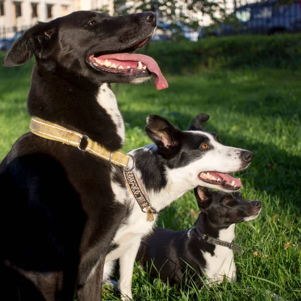 Kopfschuss Von Drei Weißen Und Schwarzen Hunden Mit Verschwommenem Grünen — Stockfoto