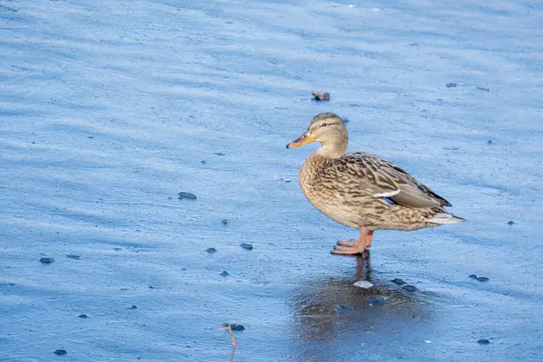 Dişi Mallard Ördeği Kopyalama Alanı Ile Kışın Buzda Yürüyor — Stok fotoğraf