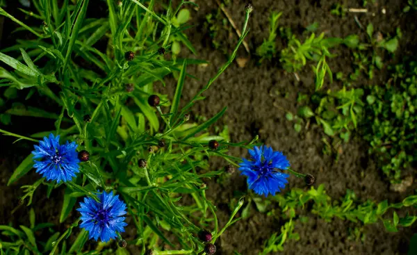 Zielone Liście Paproci Fioletowe Pąki Kwiatów Kukurydzy Naturalne Tło Paproci — Zdjęcie stockowe