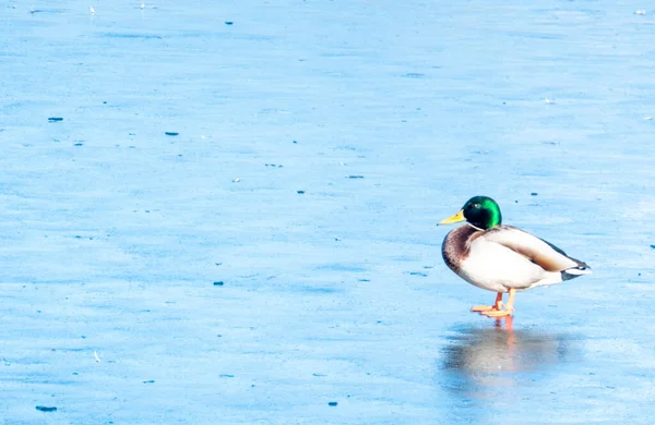 Anatra Inverno Sono Seduti Nel Ghiaccio Copia Spazio Testo Vita — Foto Stock